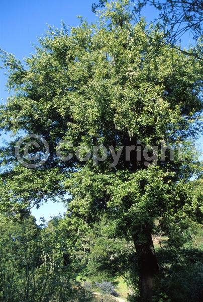 Yellow blooms; Evergreen; Needles or needle-like leaf; North American Native