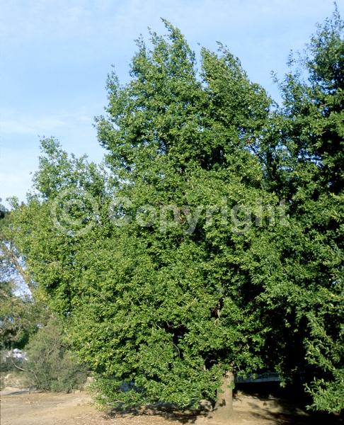 Yellow blooms; Evergreen; Needles or needle-like leaf; North American Native