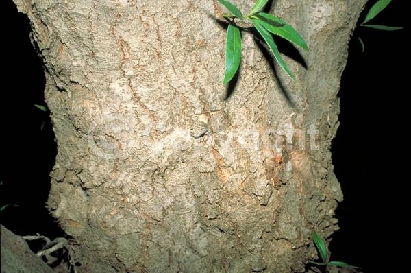 Yellow blooms; Evergreen; Needles or needle-like leaf; North American Native