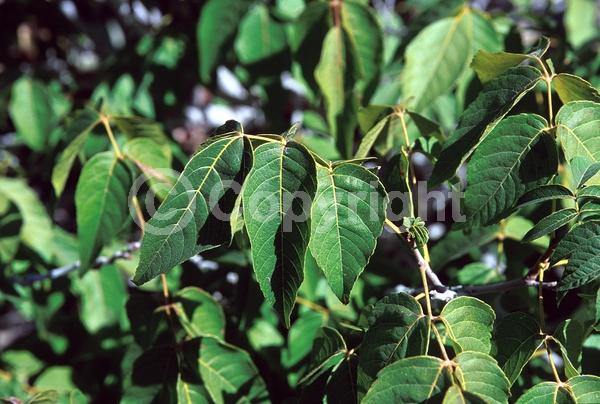 Pink blooms; Deciduous; Broadleaf; North American Native