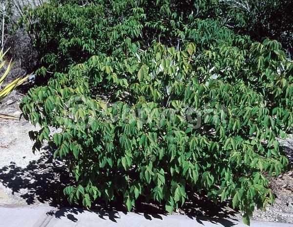 Pink blooms; Deciduous; Broadleaf; North American Native
