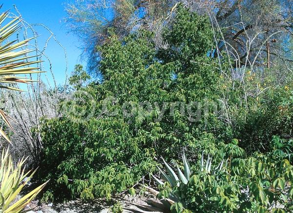 Pink blooms; Deciduous; Broadleaf; North American Native