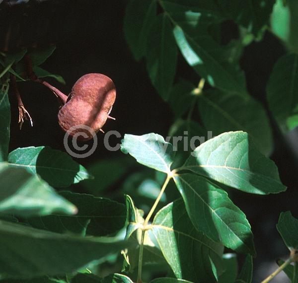 Pink blooms; Deciduous; Broadleaf; North American Native