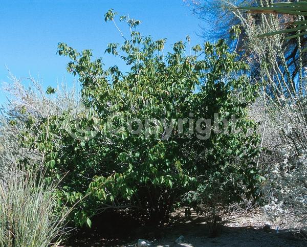 Pink blooms; Deciduous; Broadleaf; North American Native