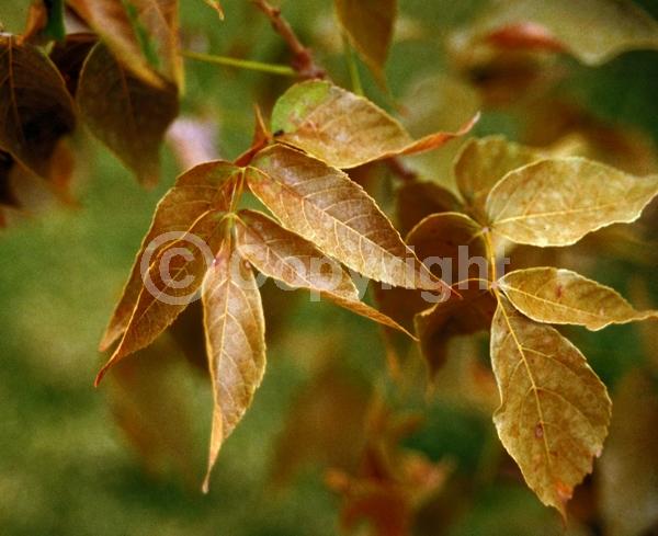 Pink blooms; Deciduous; Broadleaf; North American Native