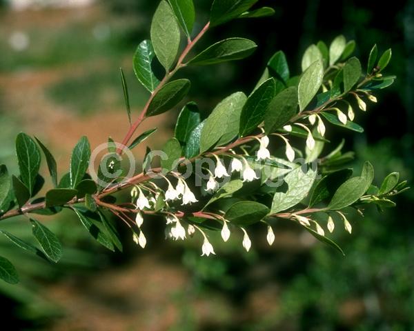 White blooms; Deciduous; Broadleaf; North American Native