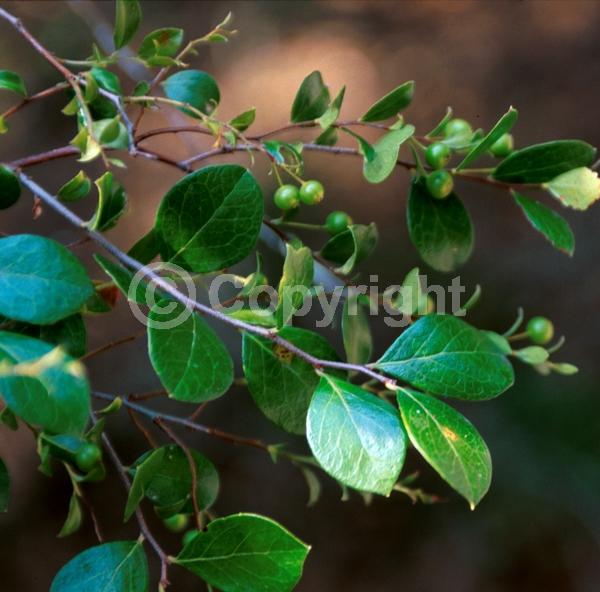White blooms; Deciduous; Broadleaf; North American Native