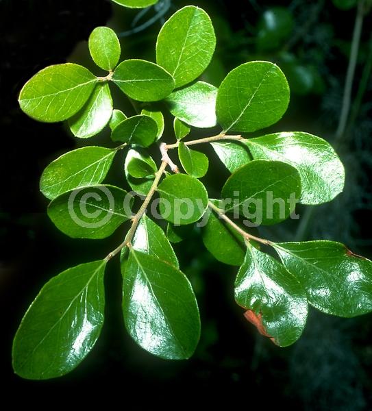 White blooms; Deciduous; Broadleaf; North American Native