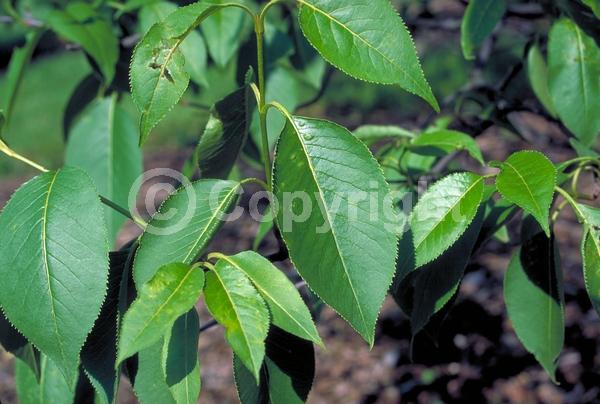 White blooms; Deciduous; Broadleaf; North American Native