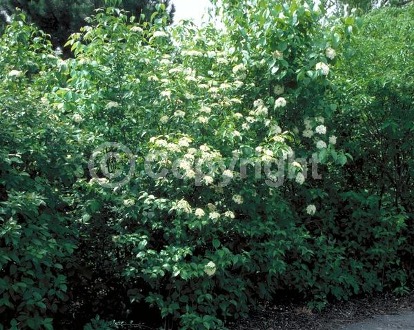 White blooms; Deciduous; Broadleaf; North American Native
