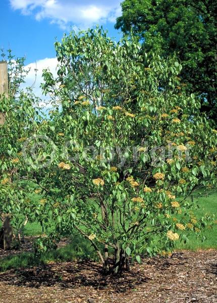 White blooms; Deciduous; Broadleaf; North American Native