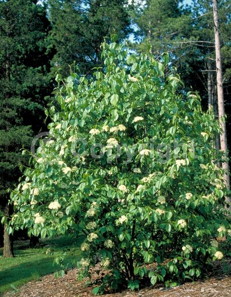 White blooms; Deciduous; Broadleaf; North American Native
