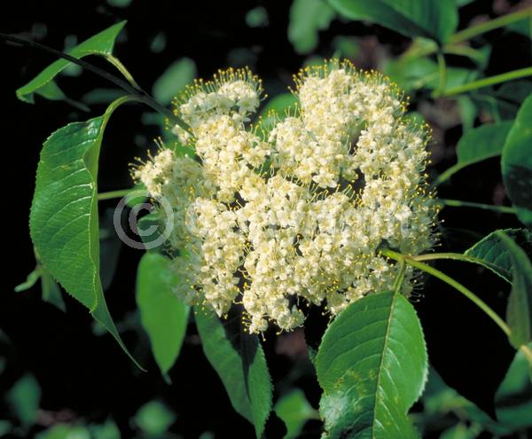 White blooms; Deciduous; Broadleaf; North American Native