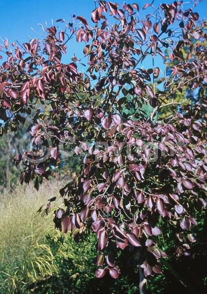 White blooms; Deciduous; Broadleaf; North American Native