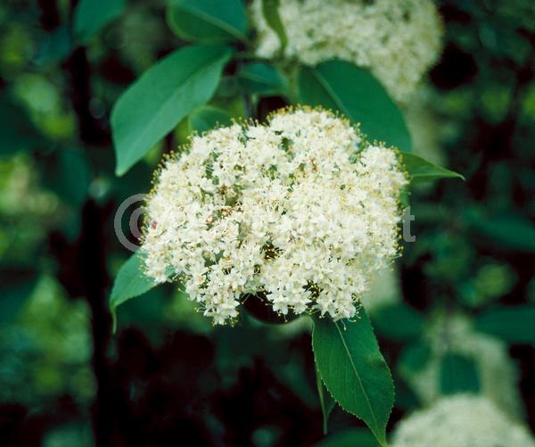 White blooms; Deciduous; Broadleaf; North American Native