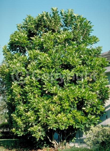 White blooms; Evergreen; Needles or needle-like leaf