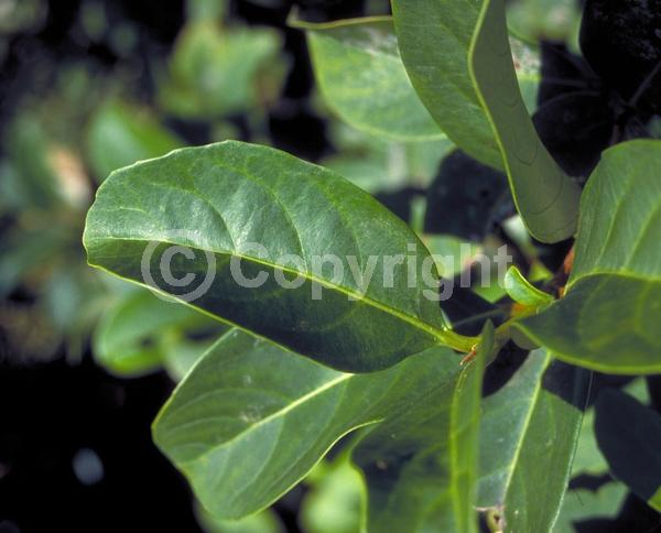 White blooms; Evergreen; Needles or needle-like leaf