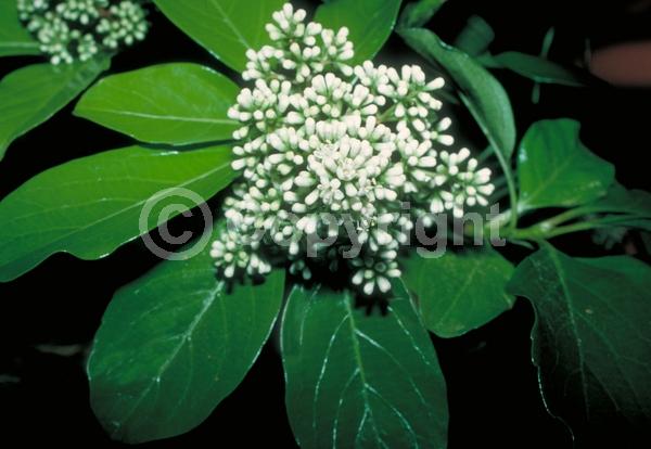 White blooms; Evergreen; Needles or needle-like leaf