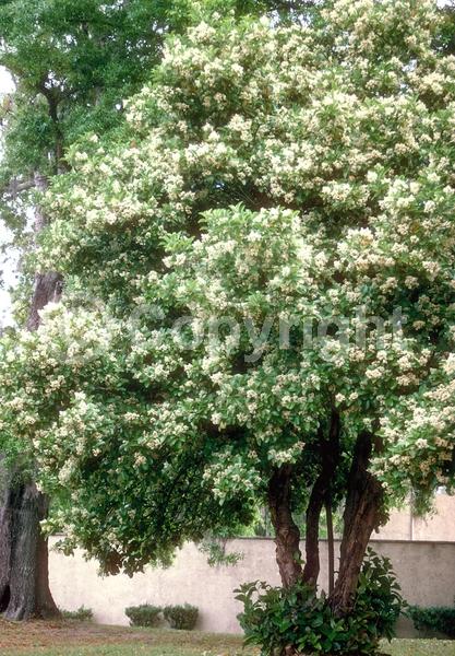 White blooms; Evergreen; Needles or needle-like leaf