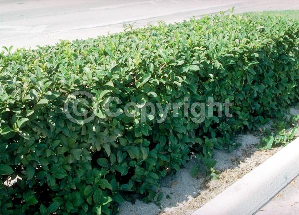 White blooms; Evergreen; Needles or needle-like leaf