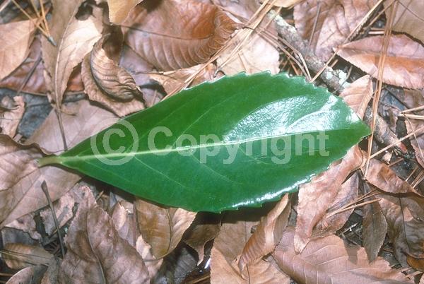 White blooms; Evergreen; Needles or needle-like leaf