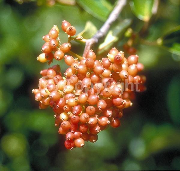 White blooms; Evergreen; Needles or needle-like leaf