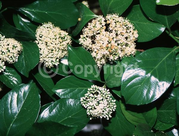 White blooms; Evergreen; Needles or needle-like leaf