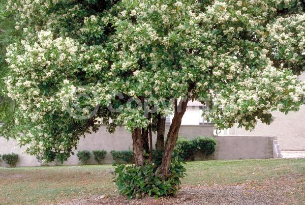 White blooms; Evergreen; Needles or needle-like leaf