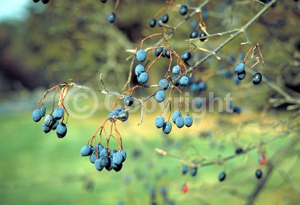 White blooms; Deciduous; Broadleaf; North American Native