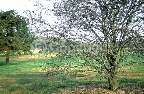 White blooms; Deciduous; Broadleaf; North American Native