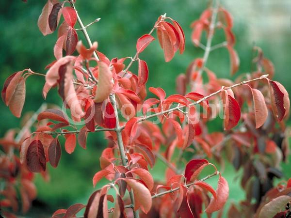 White blooms; Deciduous; Broadleaf; North American Native
