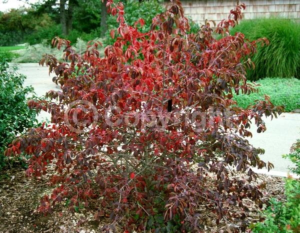White blooms; Deciduous; Broadleaf; North American Native