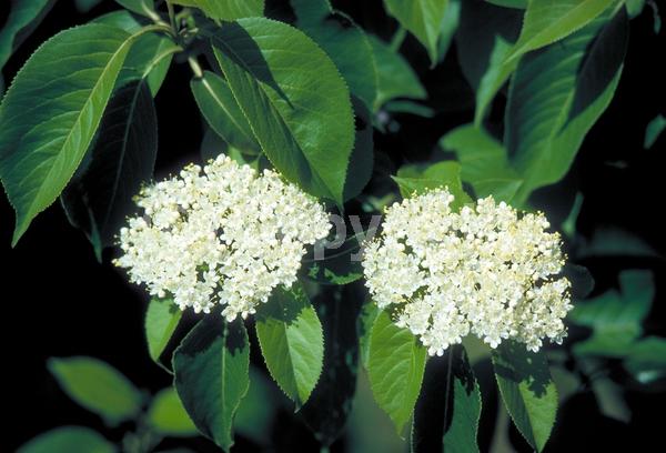 White blooms; Deciduous; Broadleaf; North American Native
