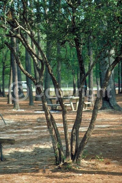 White blooms; Deciduous; Broadleaf; North American Native