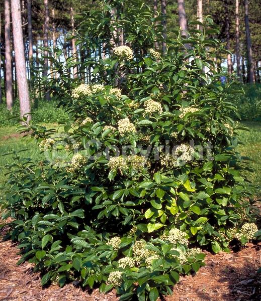 White blooms; Deciduous; Broadleaf