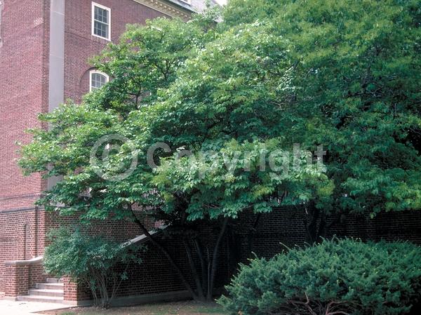 White blooms; Deciduous; Broadleaf