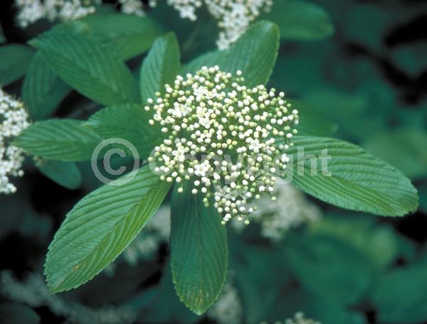 White blooms; Deciduous; Broadleaf