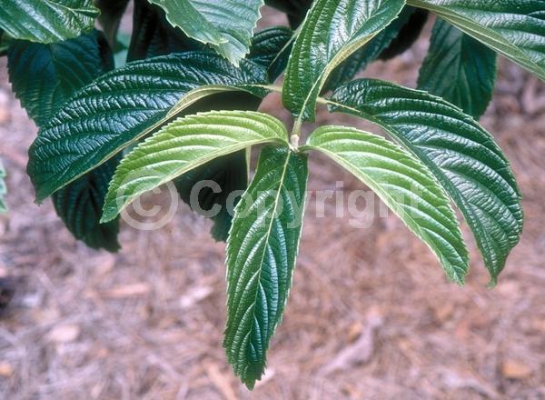White blooms; Deciduous; Broadleaf