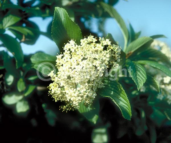 White blooms; Deciduous; Broadleaf