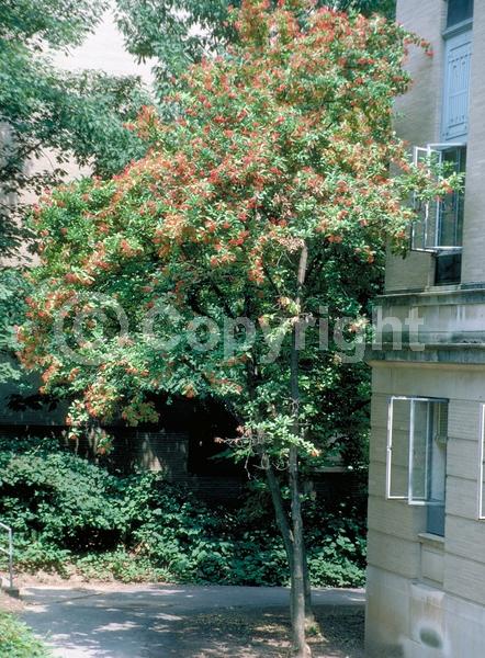 White blooms; Deciduous; Broadleaf