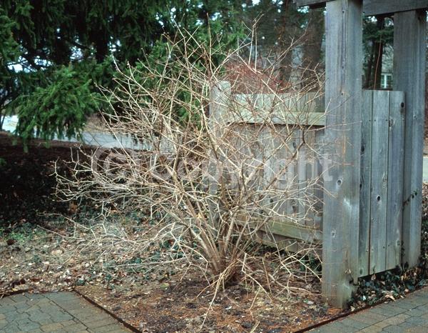 White blooms; Deciduous; Broadleaf