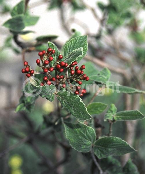 White blooms; Deciduous; Broadleaf