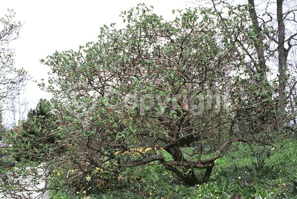 White blooms; Deciduous; Broadleaf