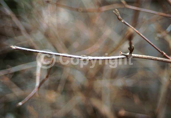 White blooms; Deciduous; Broadleaf