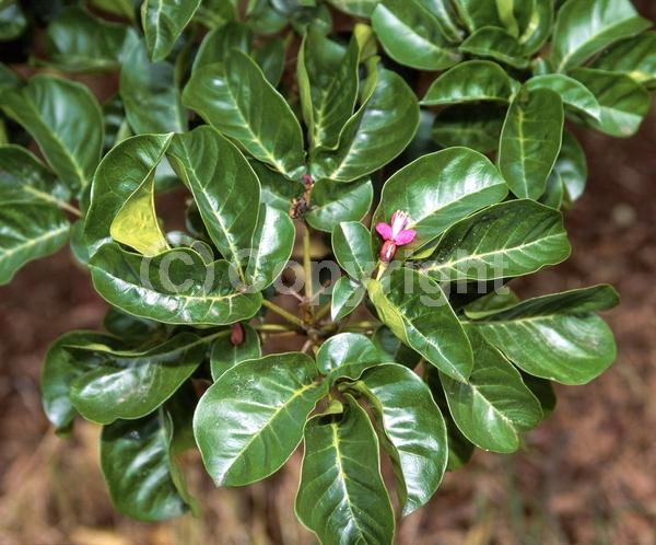 Red blooms; Pink blooms; Evergreen; Broadleaf