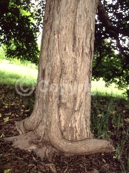 Red blooms; Pink blooms; Evergreen; Broadleaf