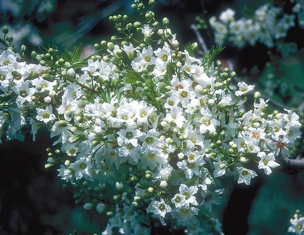 White blooms; Deciduous; Broadleaf