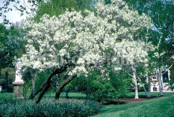 White blooms; Deciduous; Broadleaf