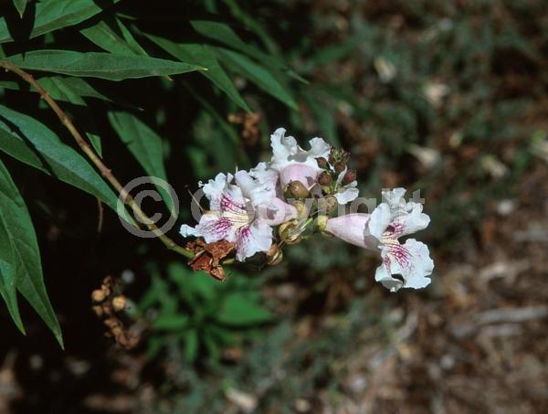Pink blooms; Deciduous; Broadleaf