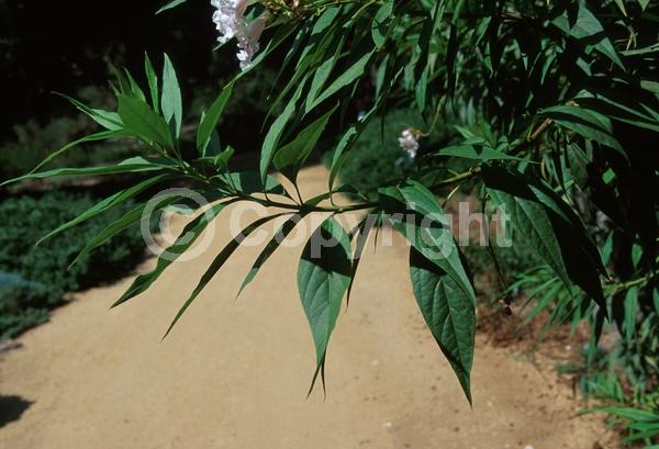 Pink blooms; Deciduous; Broadleaf